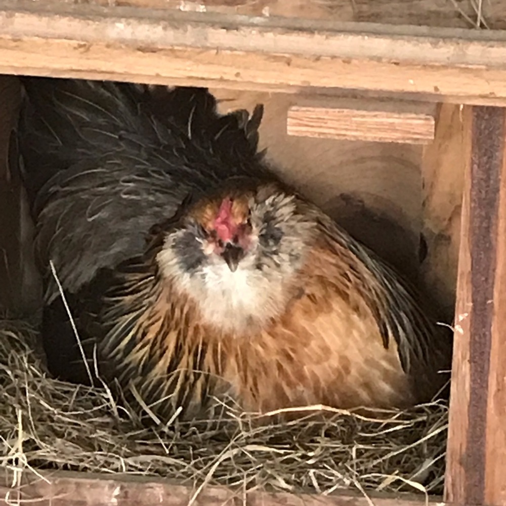 Meet your Posher, Kathy